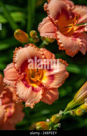 Eine vertikale Aufnahme von Regenbogenblumen im Botanischen Garten Powell in Kansas, USA Stockfoto