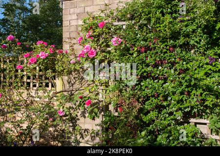 Rose Zephirine Drouhin und eine Stachelbeere Fuchsia wachsen in unserem Garten Stockfoto