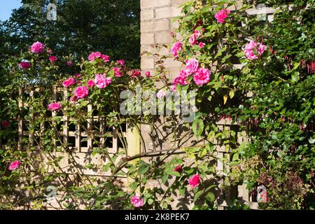 Rose Zephirine Drouhin und eine Stachelbeere Fuchsia wachsen in unserem Garten Stockfoto