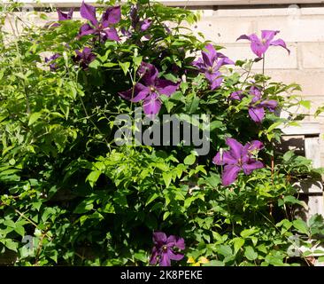 Clematis Etoile Violette Stockfoto