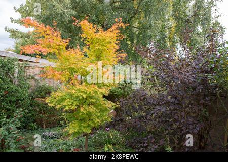 Acer palmatum Sango-kaku im Herbst Stockfoto