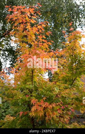 Acer palmatum Sango-kaku im Herbst Stockfoto