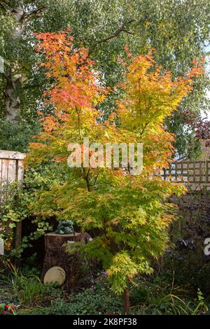 Acer palmatum Sango-kaku im Herbst Stockfoto