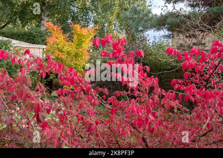 Herbstliche Farbe in unserem Garten, Euonymus alatus und Korallenrindenahorn. „Sango-kaku“ Stockfoto