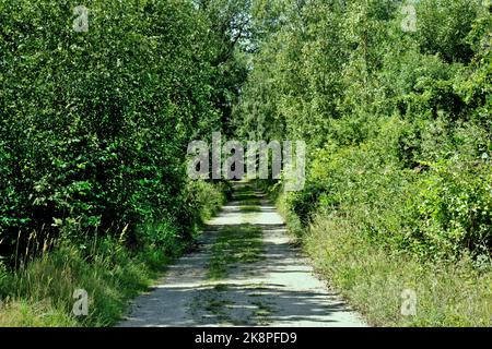 Ein enger langer Weg in einem Park, der von Bäumen umgeben ist Stockfoto