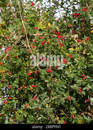 Rosa canina, Hunderose, Hüften Stockfoto