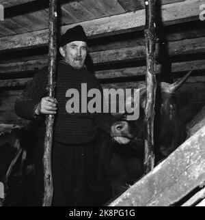 Argehovd nördlich von Møsvatn, Hardangervidda. März 1966. Åsmund Løvås (84) lebt und betreibt mit seinen beiden Söhnen den Hof Argehovd weit in Hardangervidda. Jagd und Fallenlassen gehören zu ihrem Alltag. Hier Åsmund in der Scheune. Foto: Aage Storløkken / Aktuell / NTB Stockfoto