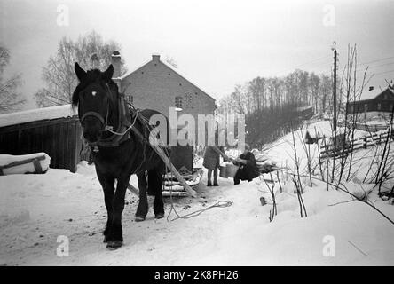 Hedmark im Winter 1948. Wasserknappheit in Ostnorwegen nach der Dürre im Sommer 1947. Die Betriebe müssen Wasser in den Flüssen holen oder Wasser aus den Molkereien fließen lassen. Hier nehmen Johan Lystad und Schwester Bjørg Wasser im kleinen Fluss Kveka auf und laden es auf den Schlitten. Das Pferd trägt das Wasser auf den Hof. Foto: Børretzen / Aktuell / NTB Stockfoto