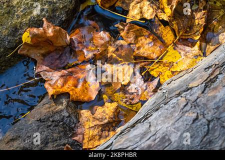 Herbstliche Blätter in Toccoa Creek, kurz unterhalb der Toccoa Falls in Toccoa, Georgia. (USA) Stockfoto