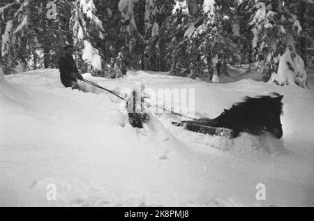 Holzfahren in Buskerud. Obere Sandsvær. Große Schneemengen, die den Betrieb erschweren. Hier ist ein Pferd, das Holz zieht. Foto: NTB Stockfoto