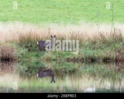 Roe Deer; Capreolus capreolus, spiegelt sich im Fluss Brathay, Ambleside, Lake District, Großbritannien, wider. Stockfoto