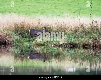 Roe Deer; Capreolus capreolus, spiegelt sich im Fluss Brathay, Ambleside, Lake District, Großbritannien, wider. Stockfoto