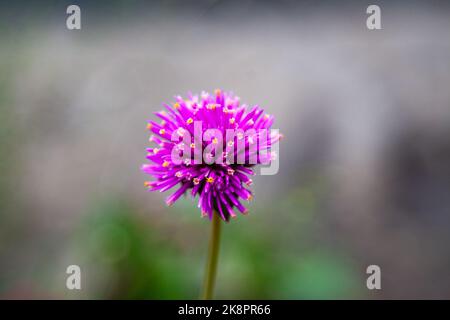 Eine isolierte Aufnahme einer lila Allium Spaerocephalon Blume Stockfoto