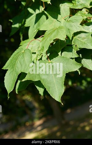 Blätter von Liquidambar acalycina, chinesischer Bernsteinbaum, chinesisches Süßgummi, selten in Europa, in einem Park in Mulhouse in Frankreich Stockfoto