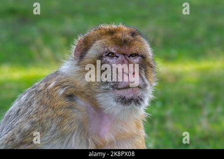 Makaken / Affen / magot (Macaca sylvanus) aus dem Atlasgebirge von Algerien, Libyen, Tunesien und Marokko Stockfoto