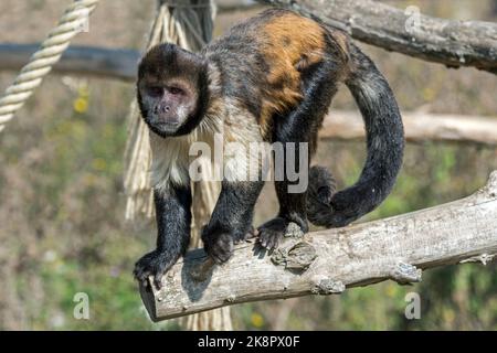 Goldbauchkaputschin / Gelbbrustkaputschin / Buffkopfkaputschin (Sapajus xanthosternos), ein in Brasilien im Zoo heimischer New World-Affe Stockfoto