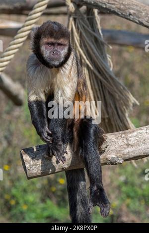 Goldbauchkaputschin / Gelbbrustkaputschin / Buffkopfkaputschin (Sapajus xanthosternos), ein in Brasilien im Zoo heimischer New World-Affe Stockfoto