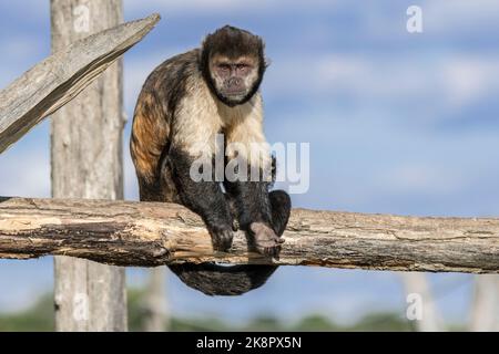 Goldbauchkaputschin / Gelbbrustkaputschin / Buffkopfkaputschin (Sapajus xanthosternos), ein in Brasilien im Zoo heimischer New World-Affe Stockfoto