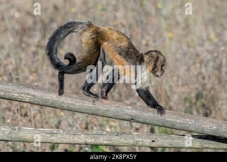 Goldbauchkaputschin / Gelbbrustkaputschin / Buffkopfkaputschin (Sapajus xanthosternos), ein in Brasilien im Zoo heimischer New World-Affe Stockfoto