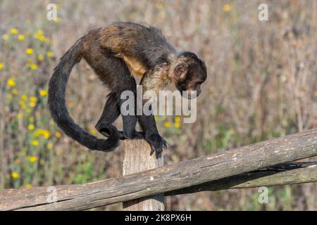 Goldbauchkaputschin / Gelbbrustkaputschin / Buffkopfkaputschin (Sapajus xanthosternos), ein in Brasilien im Zoo heimischer New World-Affe Stockfoto