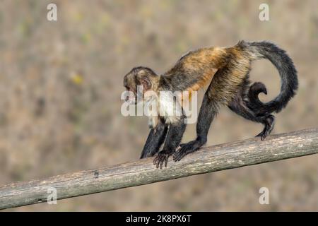 Goldbauchkaputschin / Gelbbrustkaputschin / Buffkopfkaputschin (Sapajus xanthosternos), ein in Brasilien im Zoo heimischer New World-Affe Stockfoto