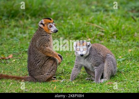 Paar gekrönte Lemuren (Eulemur coronatus / Lemur coronatus) männlich und weiblich, Primaten, die an der Nordspitze Madagaskars, Afrikas, beheimatet sind Stockfoto