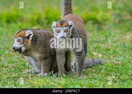 Paar gekrönte Lemuren (Eulemur coronatus / Lemur coronatus) männlich und weiblich, Primaten, die an der Nordspitze Madagaskars, Afrikas, beheimatet sind Stockfoto