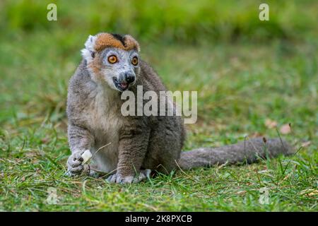 Gekrönter Lemur (Eulemur coronatus / Lemur coronatus) im Zoo, Primat, der an der Nordspitze Madagaskars in Afrika beheimatet ist Stockfoto