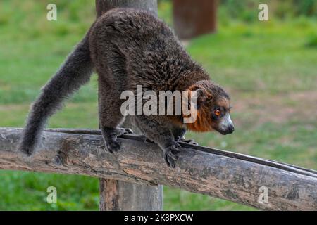 Mungo Lemur (Eulemur mongoz), kleiner Primat aus Madagaskar, der auf den Komoren in Afrika eingeführt wurde Stockfoto