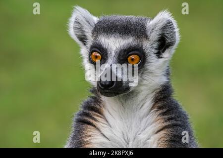 Ringelschwanzmaki (Lemur catta) Nahaufnahme Porträt, bedrohte Primaten endemisch auf der Insel Madagaskar, Afrika Stockfoto