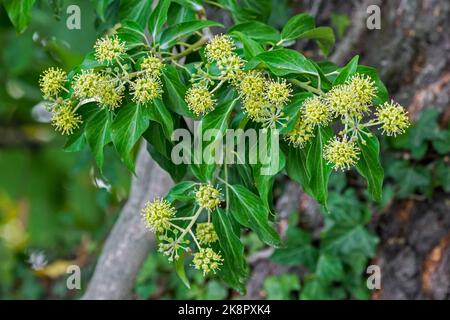 Gewöhnlicher Efeu / Blüte englischer Efeu / Europäischer Efeu (Hedera Helix) Nahaufnahme von Blumen im Herbst/Herbst Stockfoto