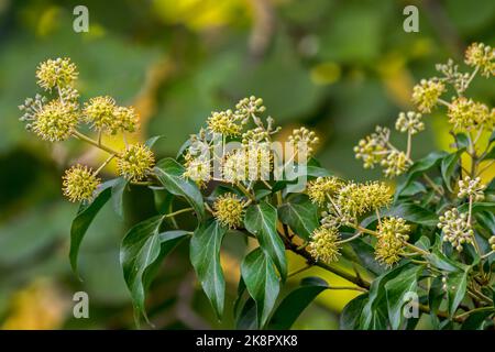 Gewöhnlicher Efeu / Blüte englischer Efeu / Europäischer Efeu (Hedera Helix) Nahaufnahme von Blumen im Herbst/Herbst Stockfoto