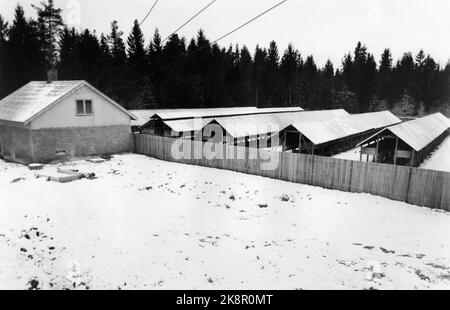 Oslo 19540123. Minkskin-Auktion. Minkskin riecht nach Geld. Wenn das Fell fein sein soll, muss die Ernährung korrekt sein. Die Auskleidung ist ziemlich teuer, und vorzugsweise sollten Sie über Frost- und Kühlsysteme verfügen, um große Mengen von Fisch, Fleisch und Schlachtabfällen aufnehmen zu können. Hier von der Nerzfarm. Foto: Aage Storløkken / Aktuell / NTB Stockfoto