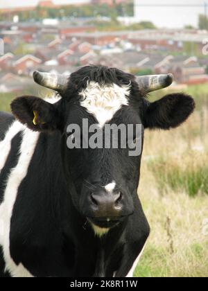 Nahaufnahme des Kopfes einer friesischen Kuh Stockfoto