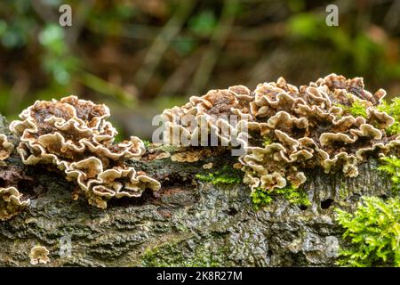 Stereum hirsutum, auch falscher putenschwanz und behaarte Gardinenkruste genannt, klammerten Pilze auf gefallenen faulen Baumstämmen in Woodland, England, Großbritannien, Herbst Stockfoto