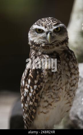 Eine vertikale Aufnahme einer grassenden Eule, die direkt in die Kamera schaut. Stockfoto