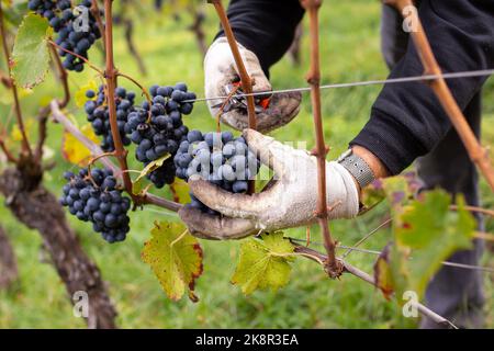 Bauernhofarbeiter pflücken von Hand Bio-Lagrein-Trauben, eine Rotweinsorte, die in Südtirol, Italien, beheimatet ist Stockfoto