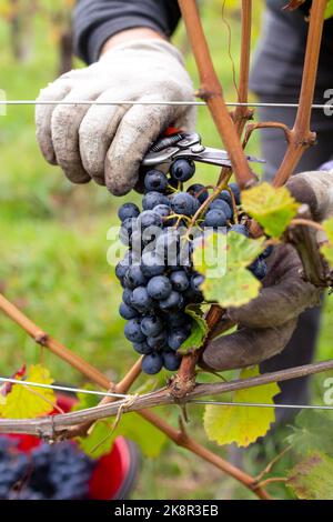 Bauernhofarbeiter pflücken von Hand Bio-Lagrein-Trauben, eine Rotweinsorte, die in Südtirol, Italien, beheimatet ist Stockfoto