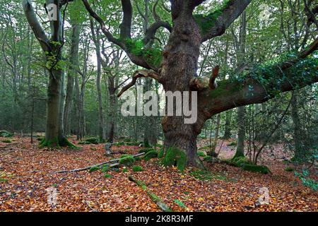 Coed Cochwillan ist ein Wald im Ogwen Valley am nördlichen Rand von Snowdonia. Es ist teilweise mit alten Buchen bedeckt. Stockfoto