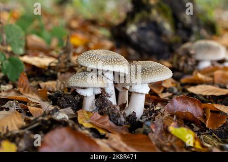 Panther amanita unter den Blättern im Wald im Herbst, amanita pantherina Stockfoto