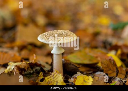 Panther amanita unter den Blättern im Wald im Herbst, amanita pantherina Stockfoto