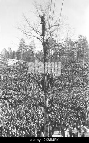 Holmenkollen, Oslo 19500318. Springen in Holmenkollbakken. Der Wind wehte das gesamte Holmenkollrennet weg, aber nach drei Stunden Verschiebung beruhigte er sich. 90.000 Zuschauer waren auf den Tribünen und in Sletta anwesend. Hier sehen wir einige Jungen, die einen schönen Aussichtsplatz am Baum gefunden haben. Foto: Sverre A. Børretzen / Aktuell / NTB Stockfoto