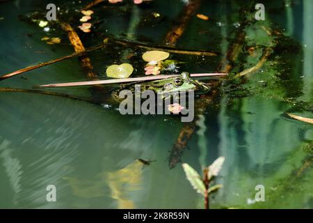 Nahaufnahme eines gewöhnlichen Wasserfrosches oder Grüns, See- oder Poolfrosches, Pelophylax esculentus. Schwimmen im Wasser mit Wasserpflanzen. Amersfoort, Niederlande Stockfoto