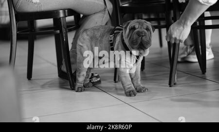 Eine Graustufe eines Shar Pei (Canis lupus familiaris) Welpen mit einem Geschirr an Stockfoto