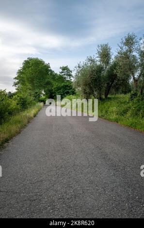 Eine vertikale Aufnahme einer asphaltierten Straße in der Natur in Certaldo Toskana Stockfoto