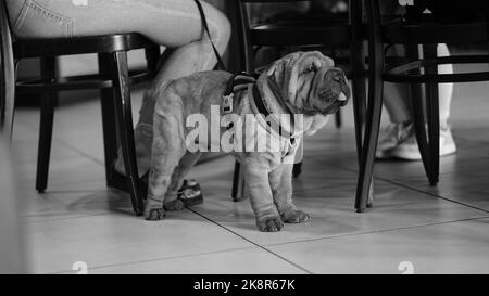 Eine Graustufe eines Shar Pei (Canis lupus familiaris) Welpen mit einem Geschirr an Stockfoto