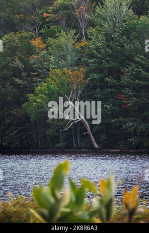 Portraitfoto eines hübschen Baumes über einem See zu Beginn des Herbstes in Stowe Vermont Stockfoto