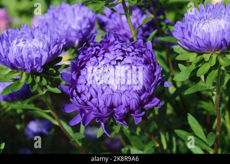 China Aster (Callistephus chinensis 'Peony Blue') im Garten. Stockfoto