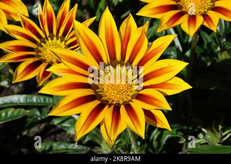 Blume der Schatzblume (Gazania splendens „Daybreak Red Stripe“). Stockfoto