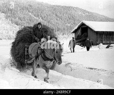 Trysil Januar 1968. Eisflut im Trysil: Der Trysil wurde durch große Eismengen zwischen dem Einbauten und dem Boden gedämpft, was zu Überschwemmungen geführt hat, die innerhalb weniger Tage sieben kleine Farmen unter Wasser legten und andere Nutzungen bedrohten. Hier ernähren sich einige der Winterfuttermittel vor der Flut. Hochglas wird im Winter von Pferden geführt. Foto: NTB / NTB Stockfoto